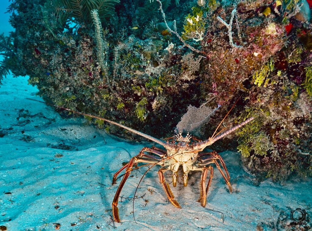 deephookdiscoveries_1756283909_3708300667376417507_76403447352