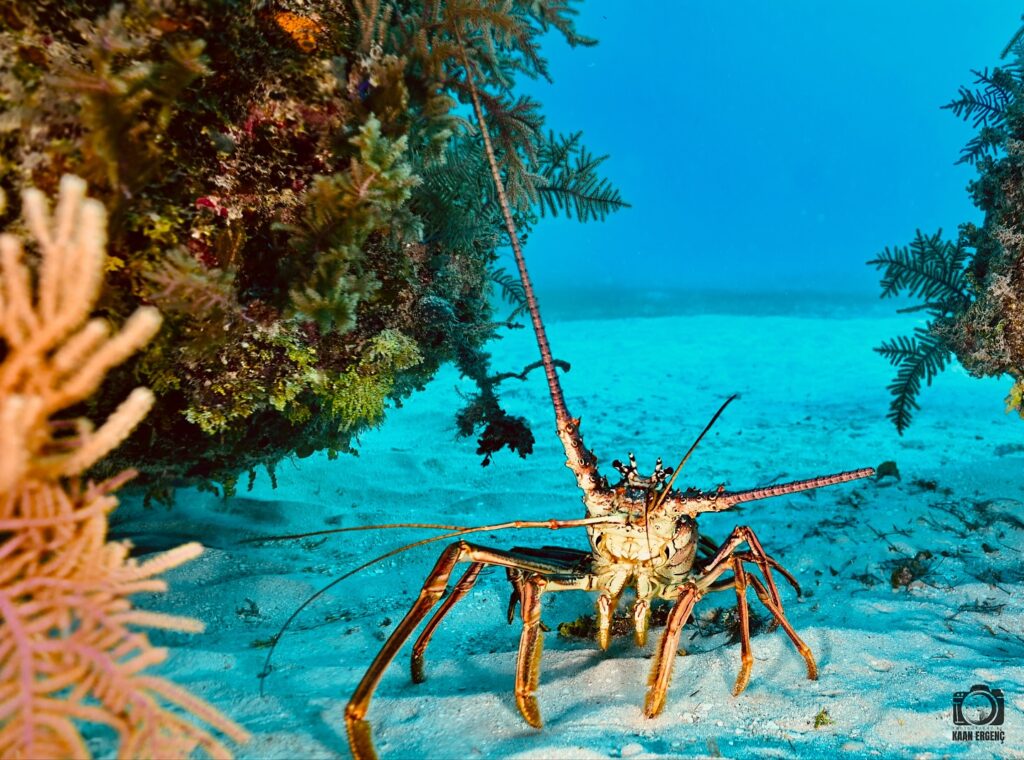 deephookdiscoveries_1756283909_3708300667678385342_76403447352