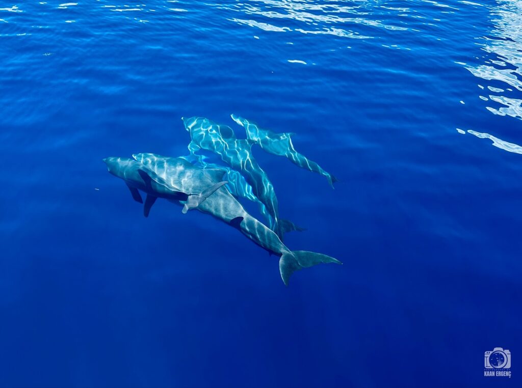 deephookdiscoveries_1756734247_3712078373930434731_76403447352