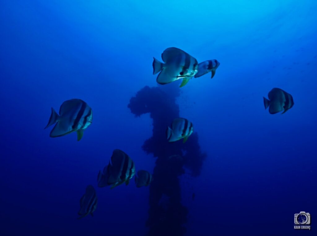 deephookdiscoveries_1756734247_3712078373930440177_76403447352