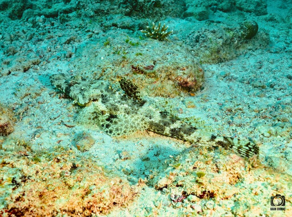 deephookdiscoveries_1756816073_3712764782156736976_76403447352