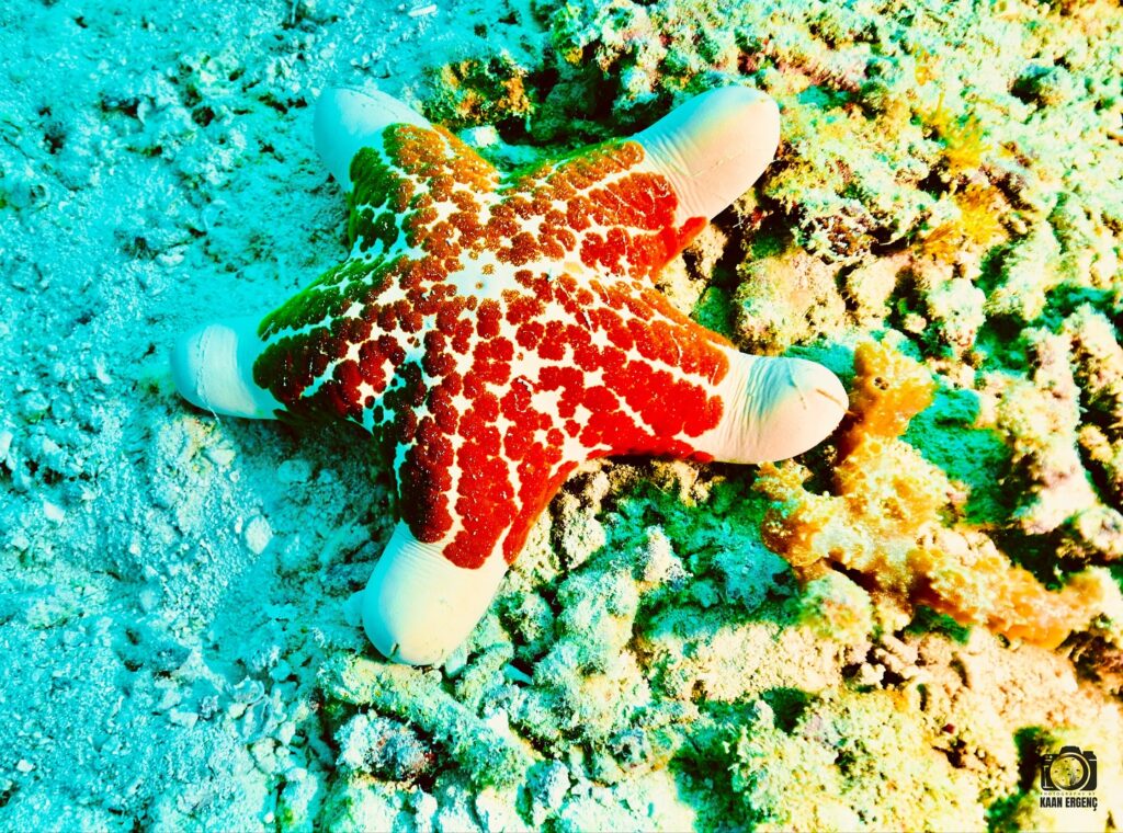 deephookdiscoveries_1756816073_3712764782156755655_76403447352