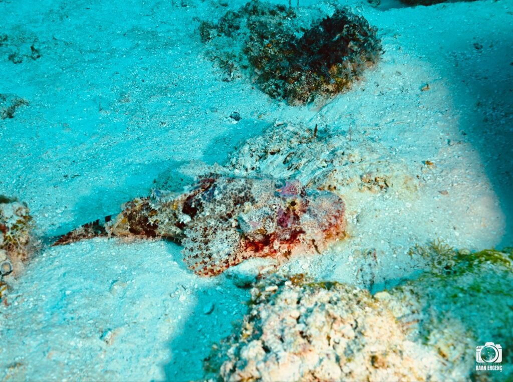 deephookdiscoveries_1756816073_3712764782156766888_76403447352