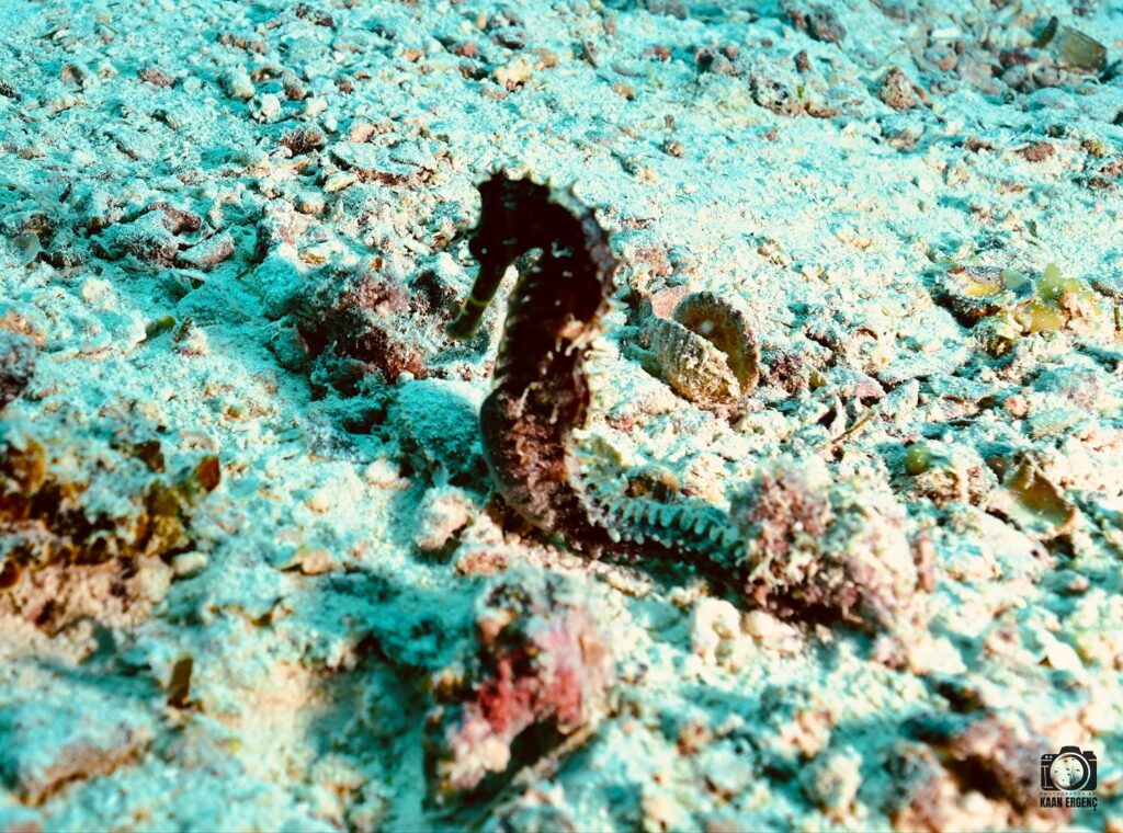 deephookdiscoveries_1756816073_3712764782165124472_76403447352