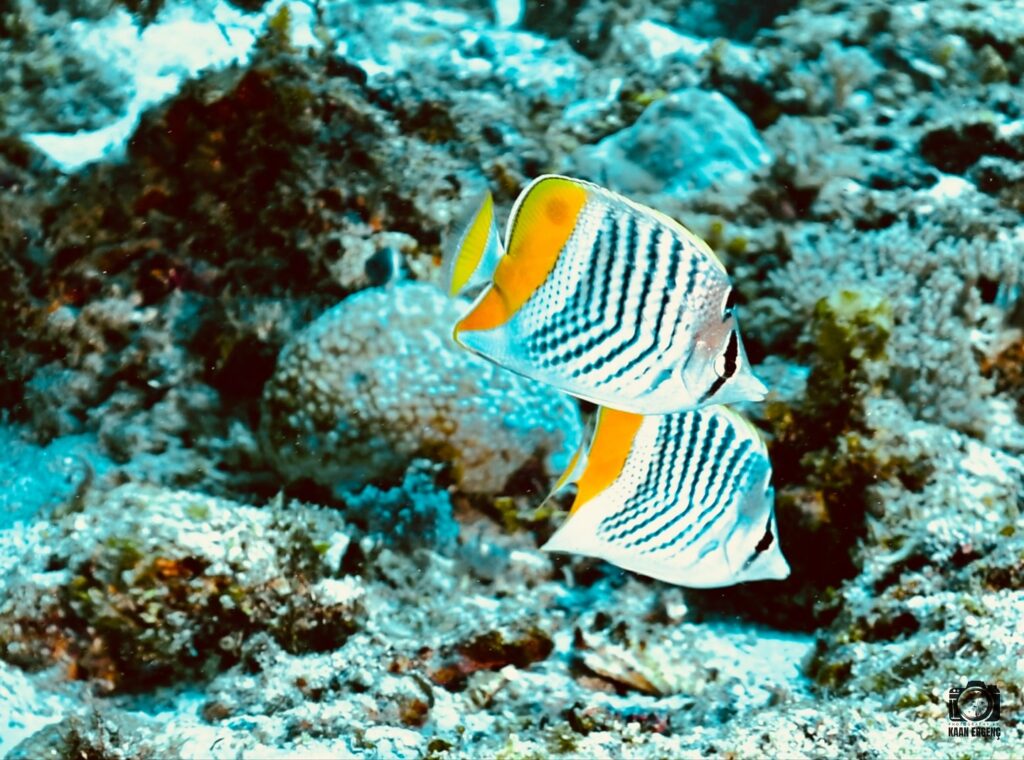 deephookdiscoveries_1756816073_3712764782165144403_76403447352