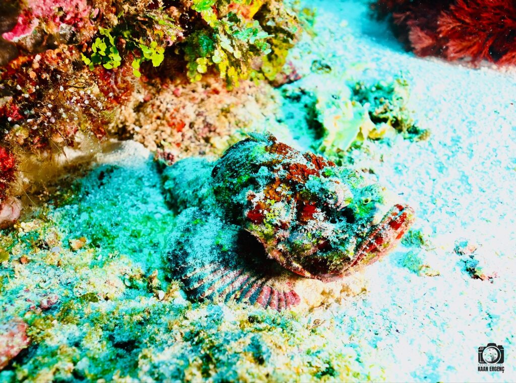 deephookdiscoveries_1756816073_3712764782165160622_76403447352