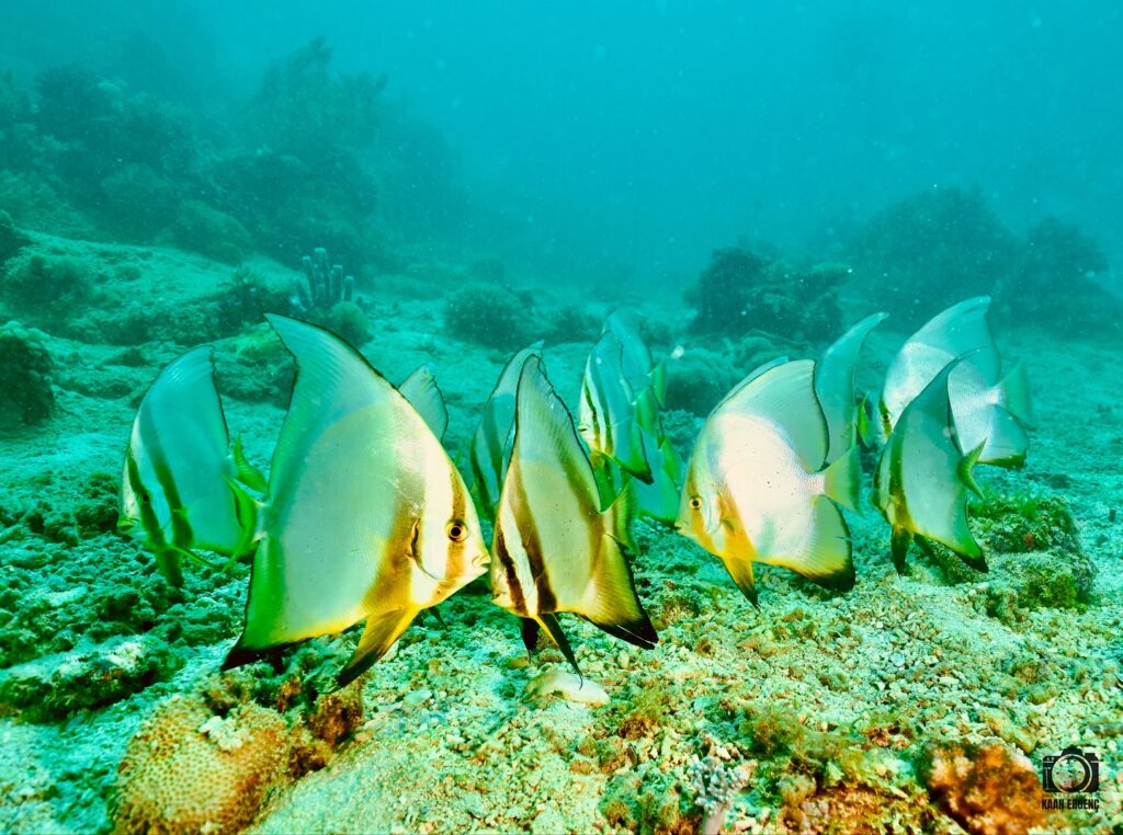 deephookdiscoveries_1756816073_3712764782173518651_76403447352