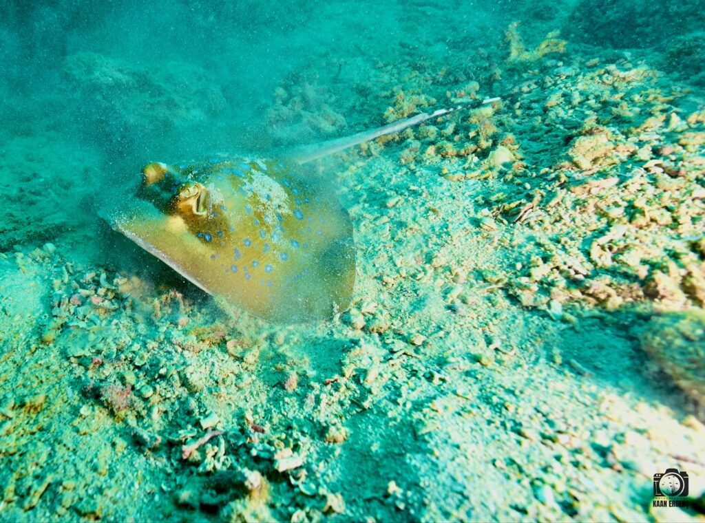 deephookdiscoveries_1756816073_3712764782173521536_76403447352