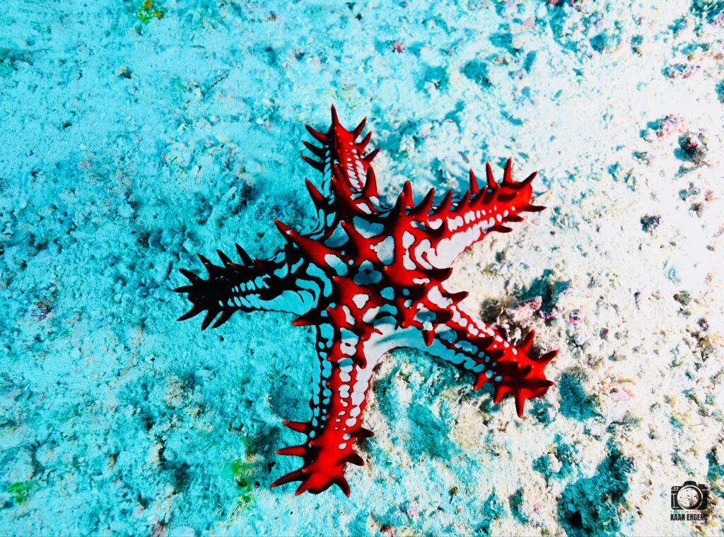 deephookdiscoveries_1756816073_3712764782458736486_76403447352