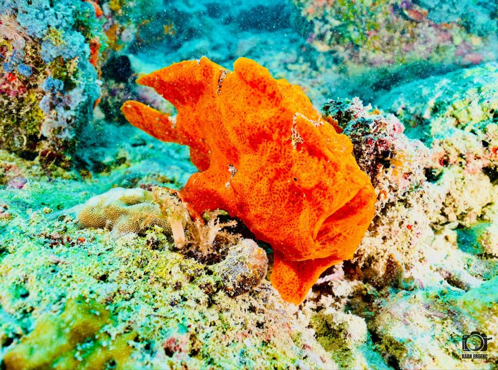 deephookdiscoveries_1756816073_3712764782483908890_76403447352