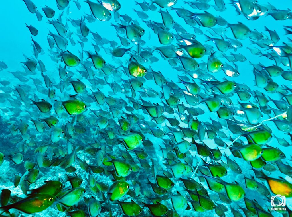 deephookdiscoveries_1756816151_3712765438816946236_76403447352 (1)