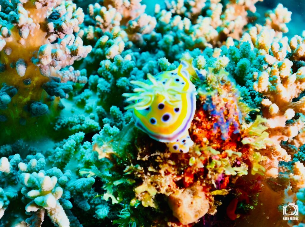 deephookdiscoveries_1756816151_3712765438816959803_76403447352