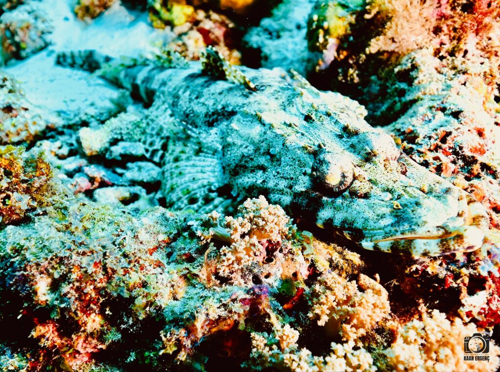 deephookdiscoveries_1756816151_3712765438816969915_76403447352