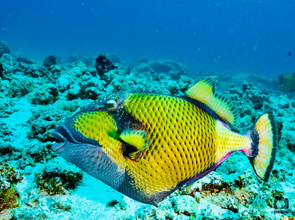 deephookdiscoveries_1756816151_3712765438816989276_76403447352 (1)