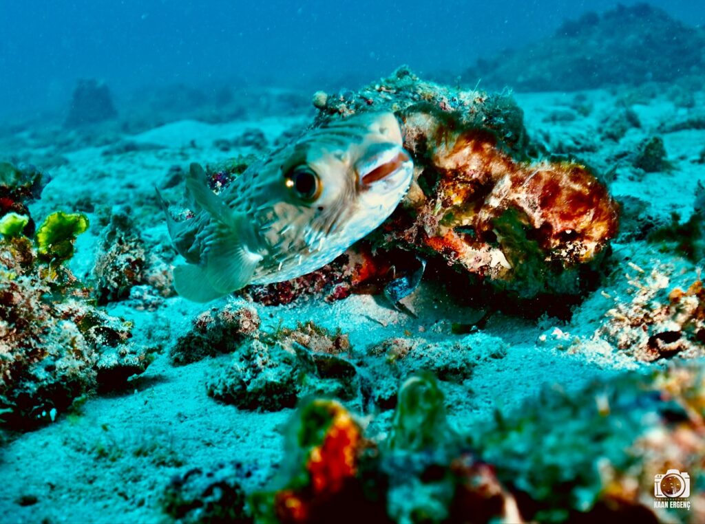 deephookdiscoveries_1756816151_3712765438825355912_76403447352