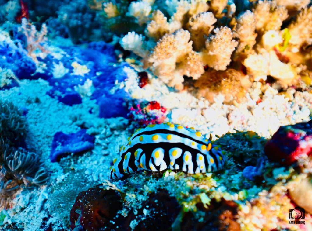 deephookdiscoveries_1756816151_3712765438825356257_76403447352