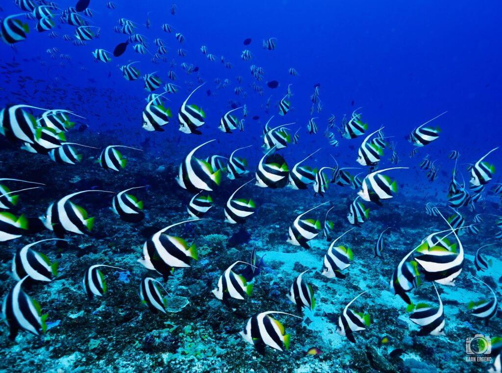 deephookdiscoveries_1756816151_3712765438825362101_76403447352 (1)