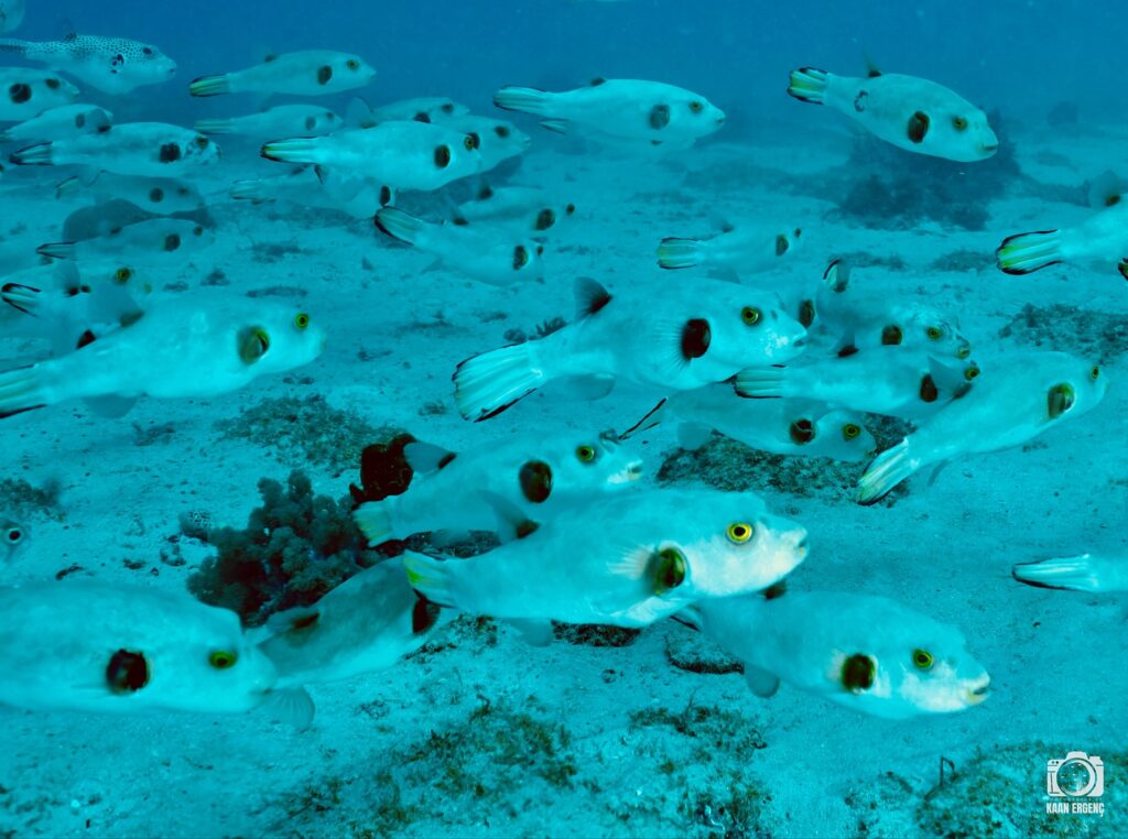 deephookdiscoveries_1756816151_3712765438825362884_76403447352 (1)