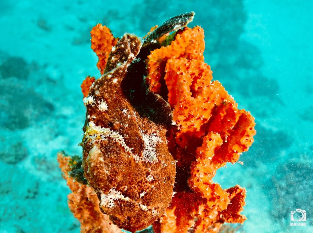 deephookdiscoveries_1756816151_3712765438825374924_76403447352 (1)