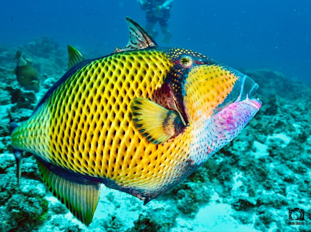 deephookdiscoveries_1756816151_3712765438825377365_76403447352 (1)