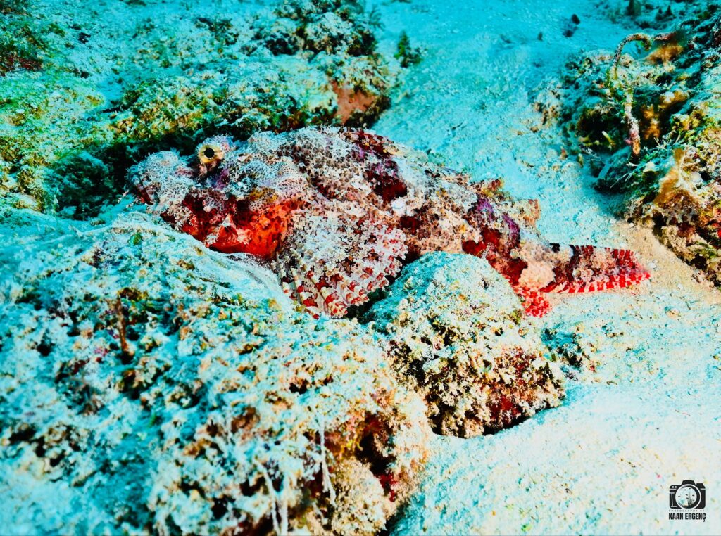 deephookdiscoveries_1756816151_3712765438825385677_76403447352