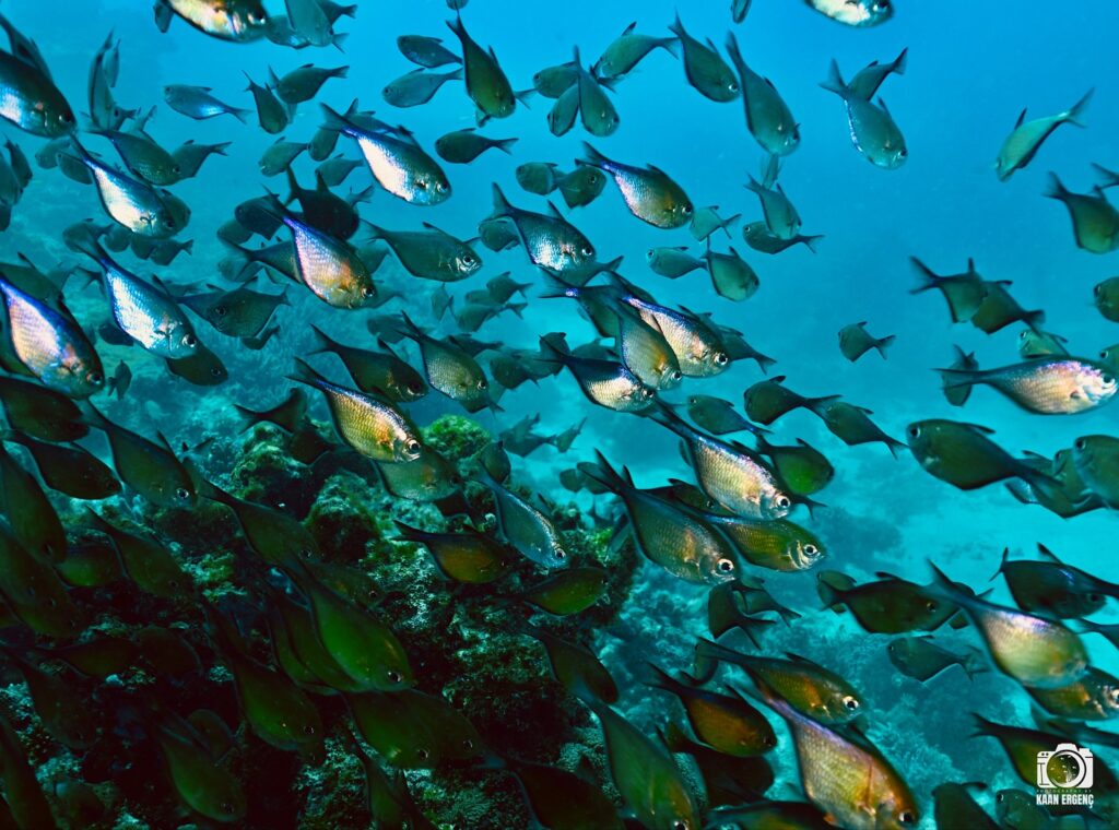 deephookdiscoveries_1756816151_3712765438825387425_76403447352