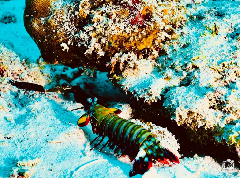 deephookdiscoveries_1756816151_3712765438825394614_76403447352 (1)