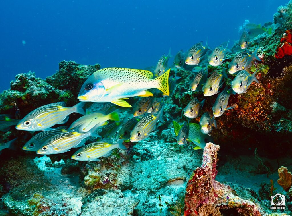 deephookdiscoveries_1756816151_3712765438825395569_76403447352