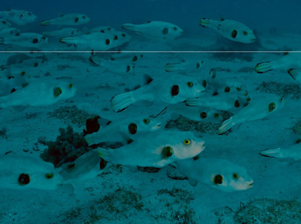 deephookdiscoveries_1756816151_3712765439152545555_76403447352 (1)