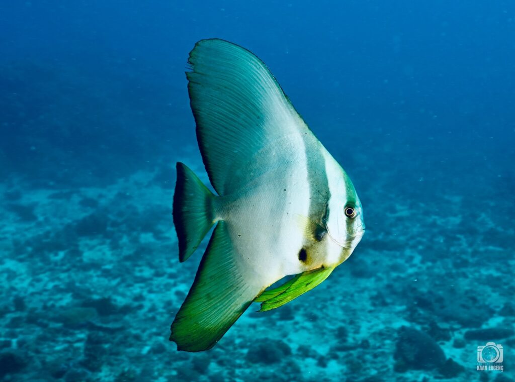 deephookdiscoveries_1756816236_3712766149130716995_76403447352