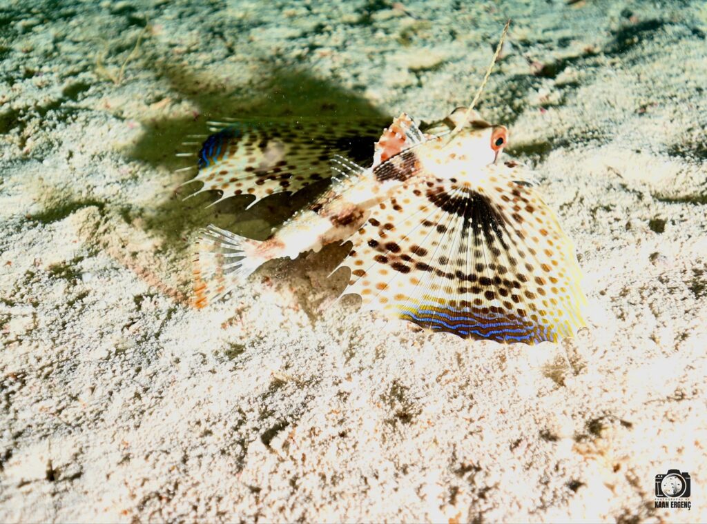 deephookdiscoveries_1756816236_3712766149130731473_76403447352