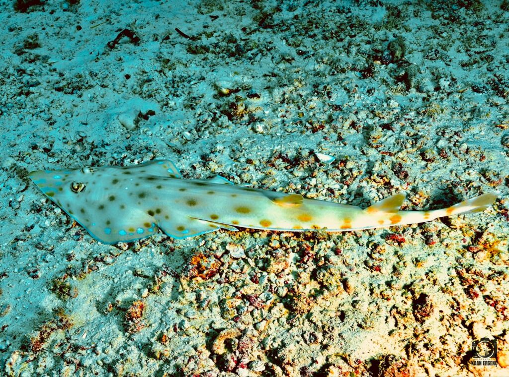 deephookdiscoveries_1756816236_3712766149130749669_76403447352