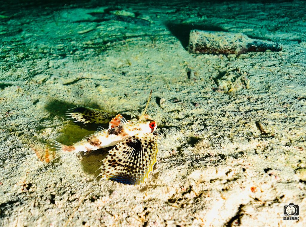 deephookdiscoveries_1756816236_3712766149130756457_76403447352