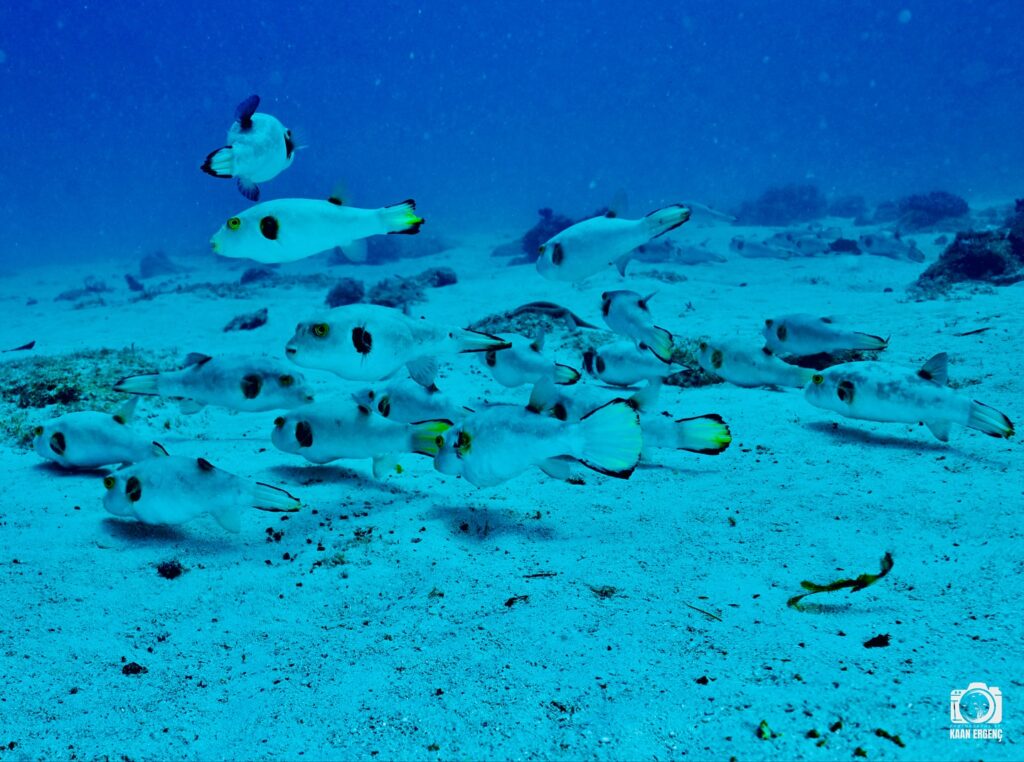 deephookdiscoveries_1756816236_3712766149130768559_76403447352