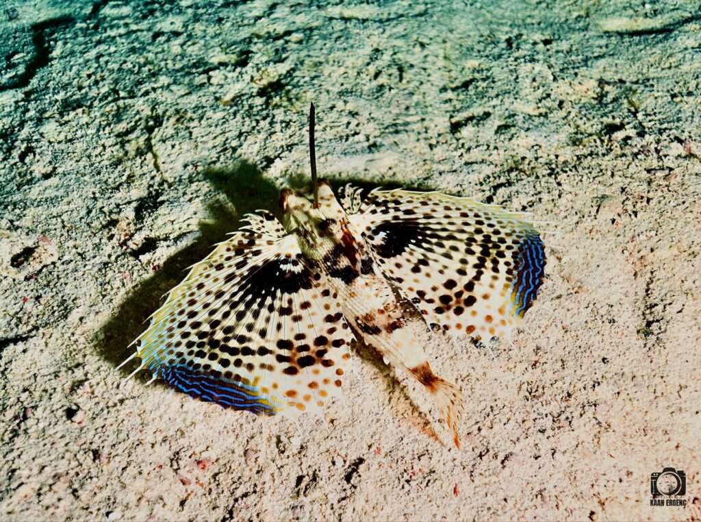 deephookdiscoveries_1756816236_3712766149139130787_76403447352