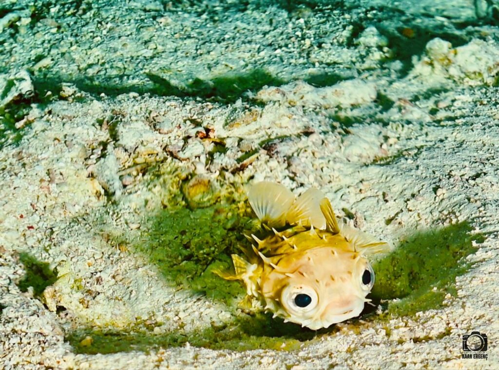 deephookdiscoveries_1756816236_3712766149139136008_76403447352