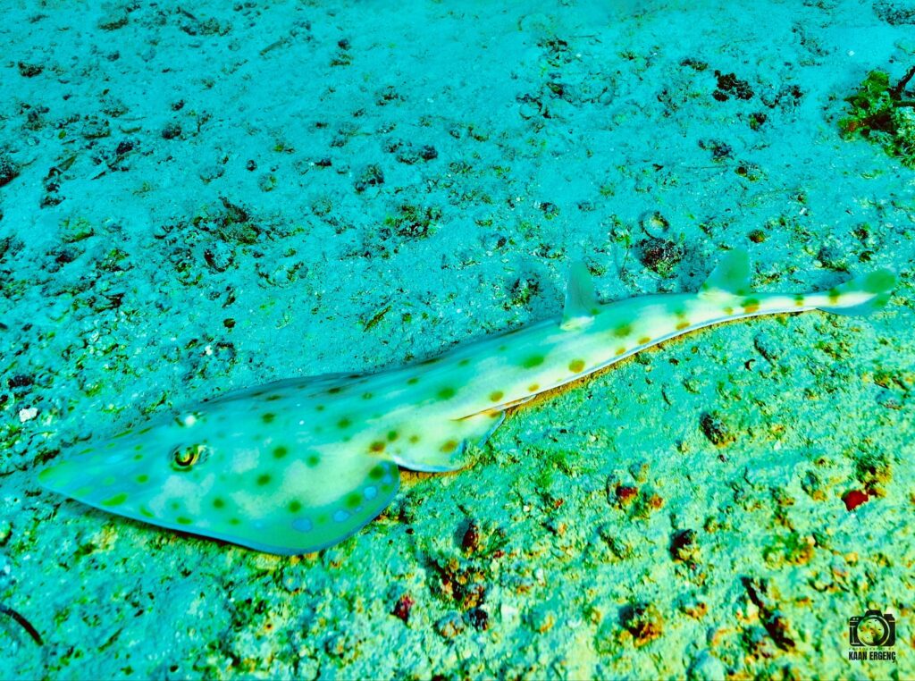 deephookdiscoveries_1756816236_3712766149139146437_76403447352