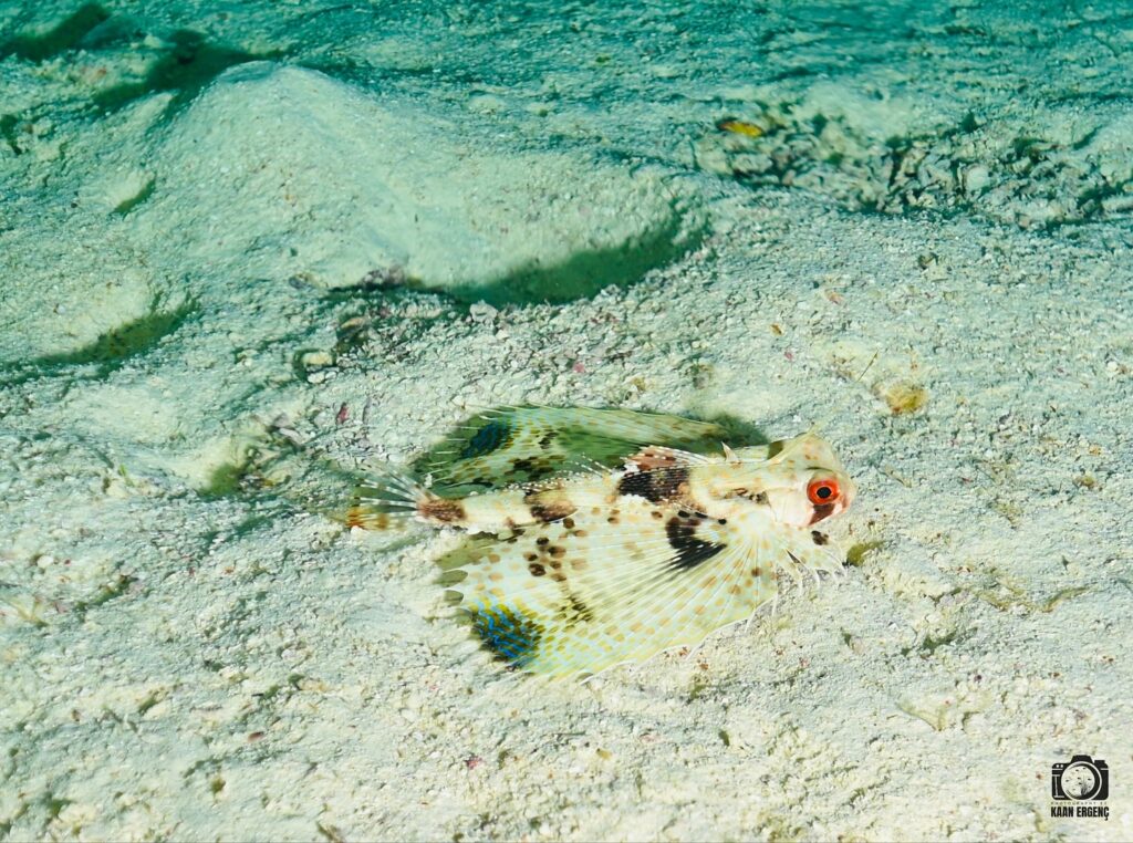 deephookdiscoveries_1756816236_3712766149139149854_76403447352