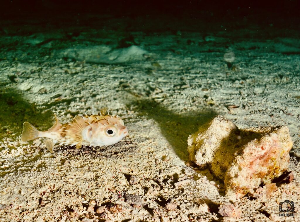 deephookdiscoveries_1756816236_3712766149139160039_76403447352