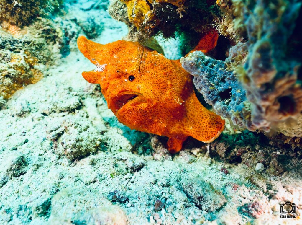 deephookdiscoveries_1756816236_3712766149172665298_76403447352