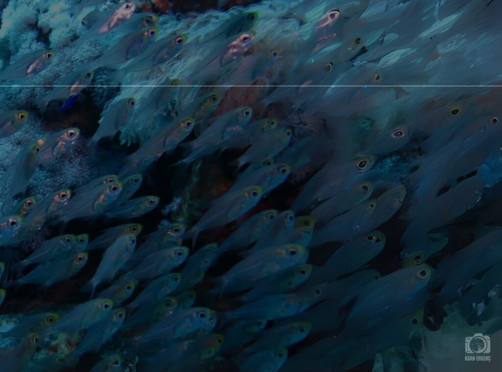 deephookdiscoveries_1757337059_3717135129450667454_76403447352