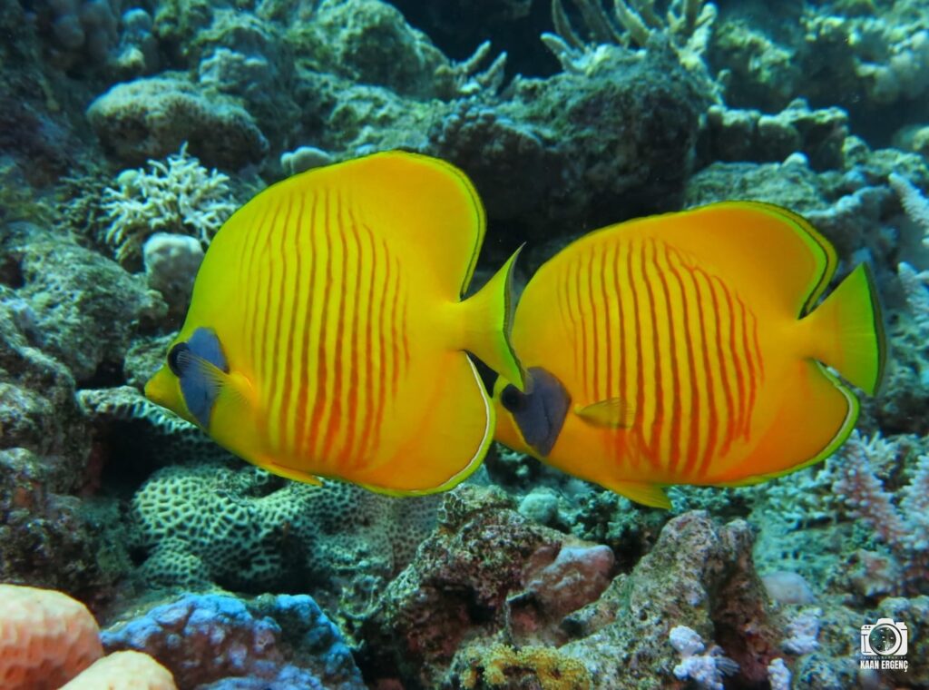 deephookdiscoveries_1757337059_3717135129459078991_76403447352