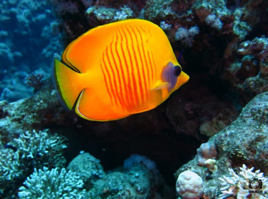 deephookdiscoveries_1757337059_3717135129467433401_76403447352