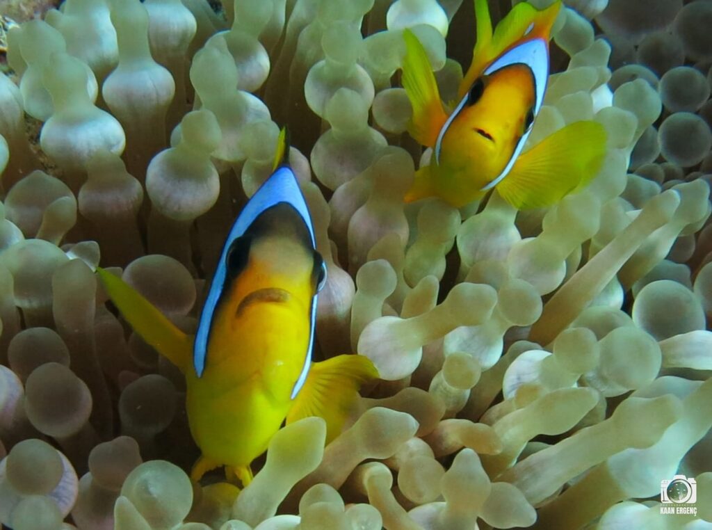 deephookdiscoveries_1757337059_3717135129467458299_76403447352