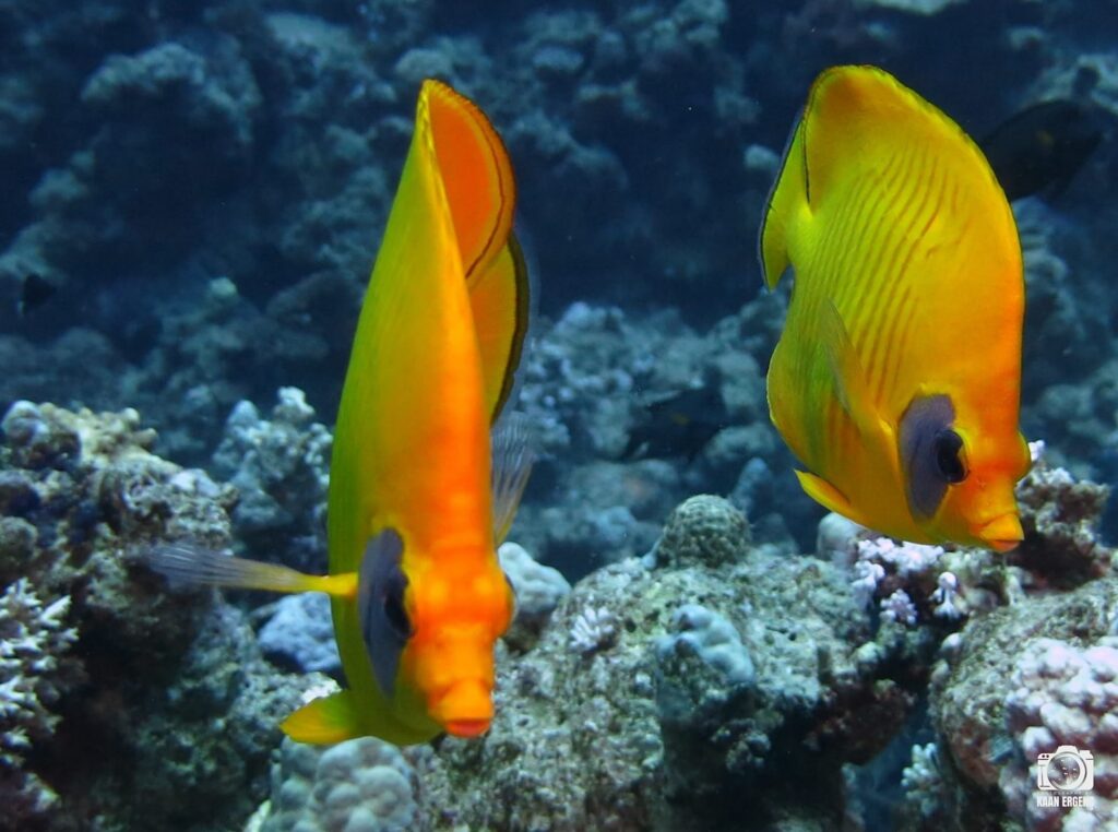 deephookdiscoveries_1757337059_3717135129492597453_76403447352