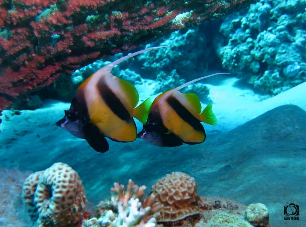 deephookdiscoveries_1757337137_3717135783250390052_76403447352