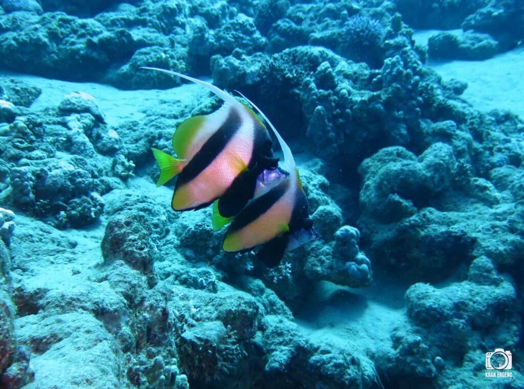 deephookdiscoveries_1757337137_3717135783250418456_76403447352