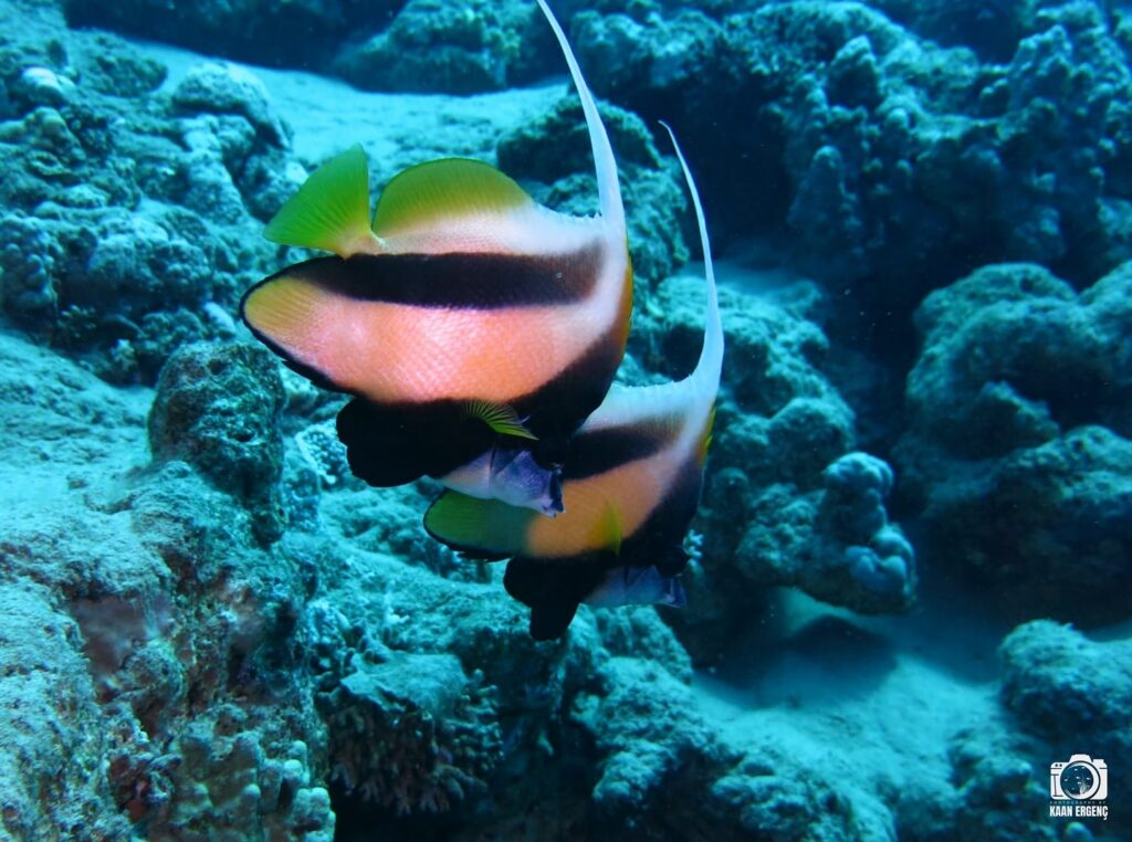 deephookdiscoveries_1757337137_3717135783250424298_76403447352