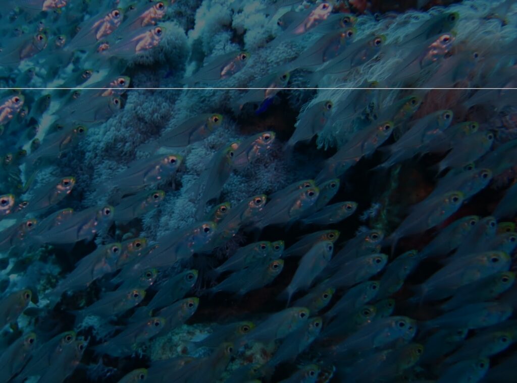 deephookdiscoveries_1757337137_3717135783258779108_76403447352