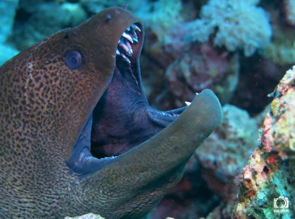 deephookdiscoveries_1757337137_3717135783258783075_76403447352